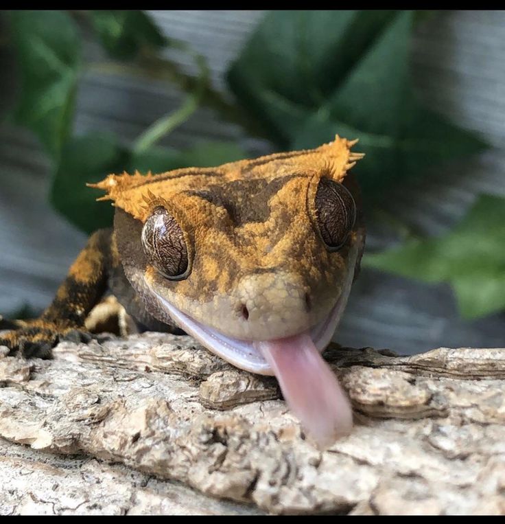 A relaxed exploratory tongue flick. The tongue extends loosely outward as the gecko casually samples its environment. Relaxed gecko with loose tongue flick exploring environment