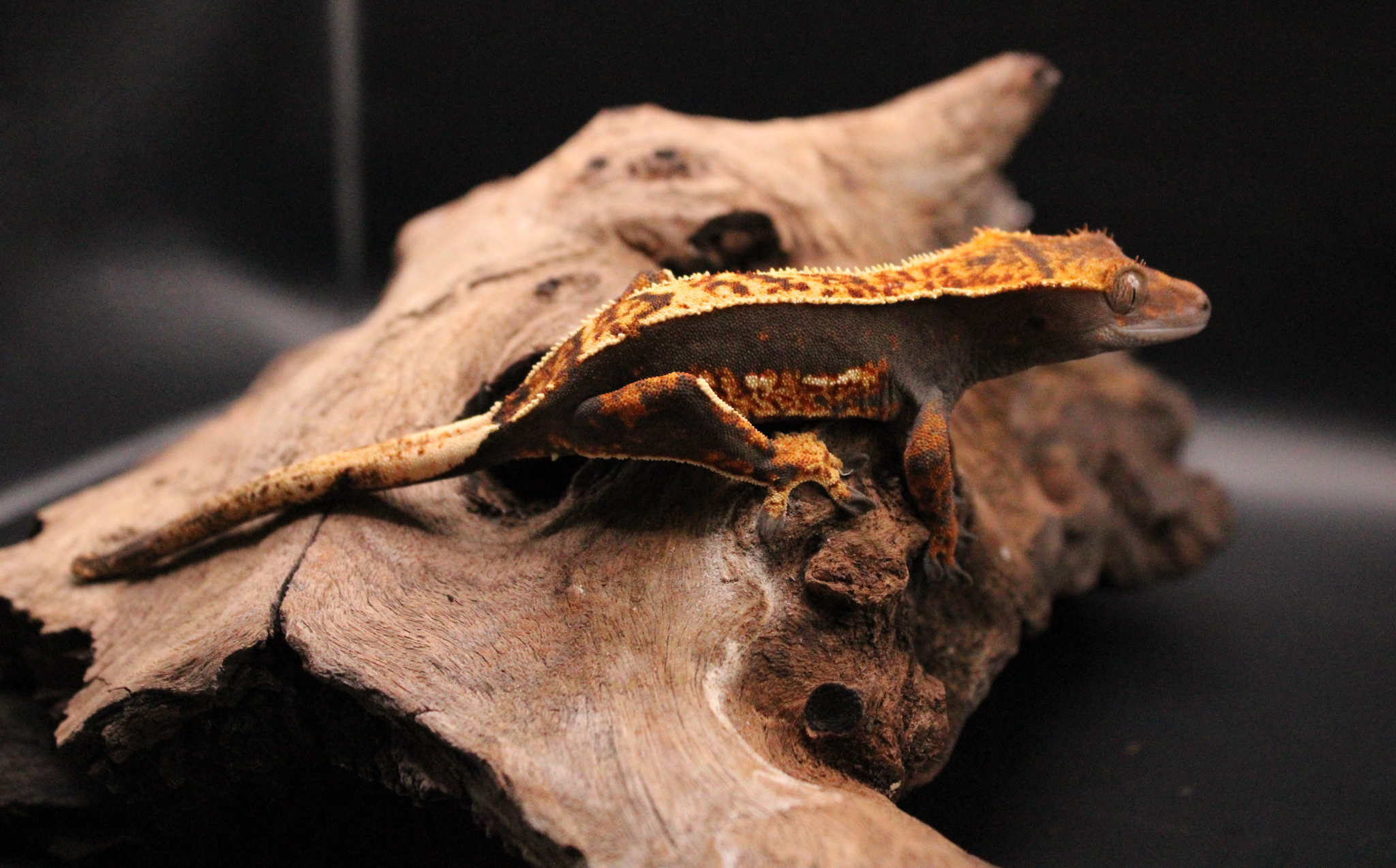 Flame pattern crested gecko showing characteristic dorsal stripe Flame crested gecko with pale dorsal pattern