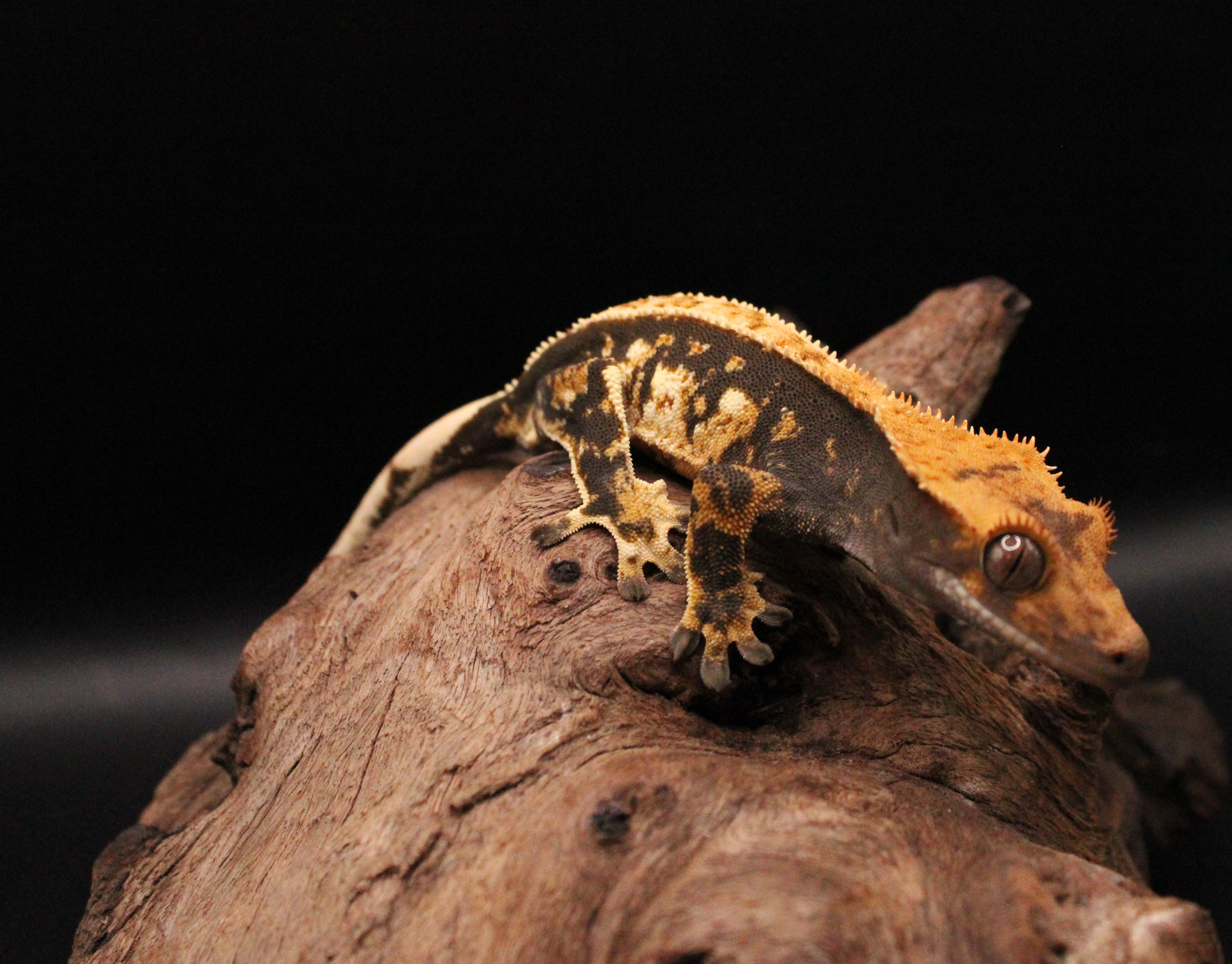 Harlequin crested gecko displaying bold contrasting side pattern Harlequin crested gecko showing contrasting pattern