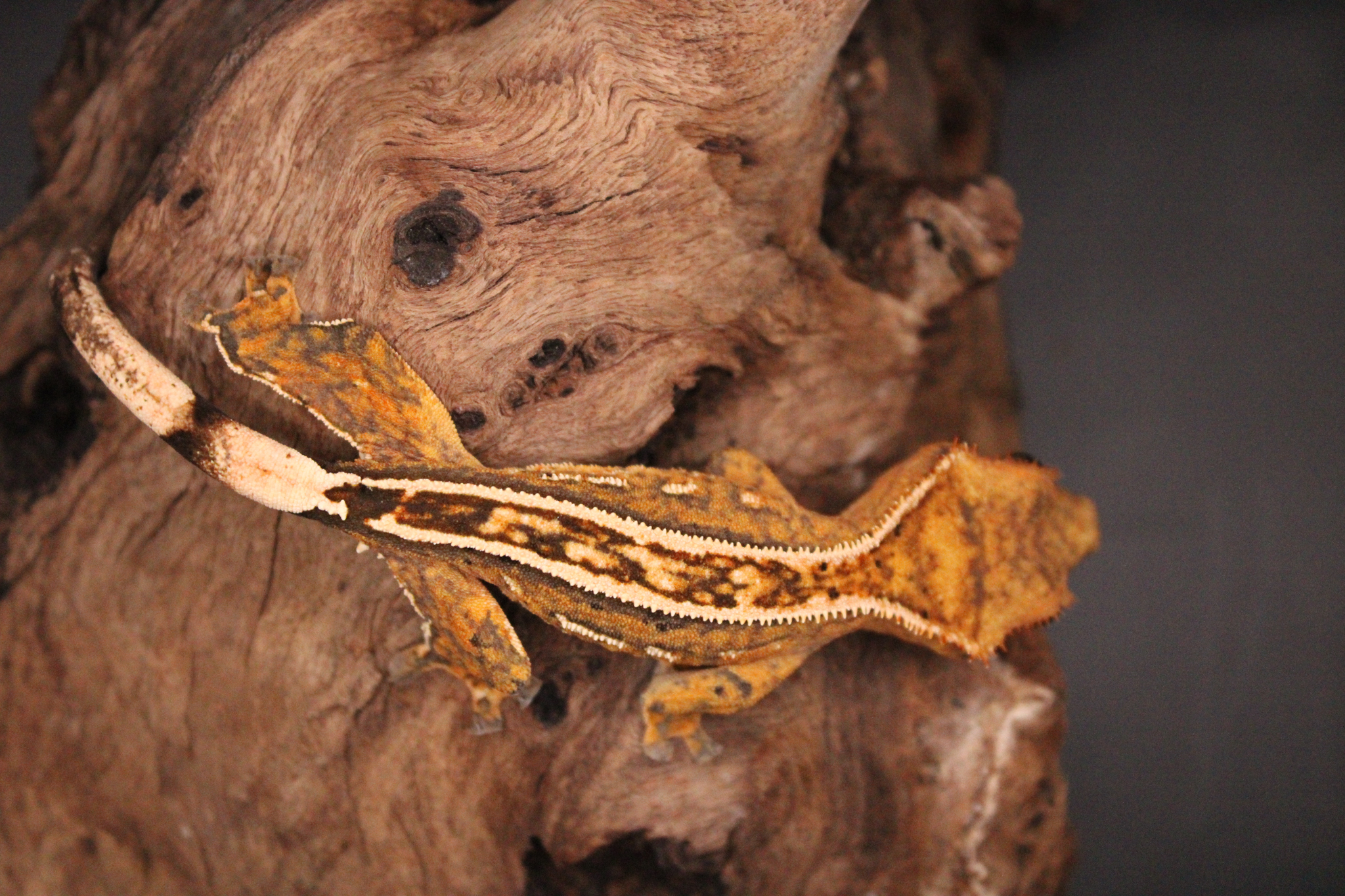 Pinstripe crested gecko with distinctive raised cream pins along back Pinstripe crested gecko showing raised dorsal scales